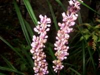 ヤブランというそうです。おとなしそうですが、芯の強さがあるかも知れませんね。